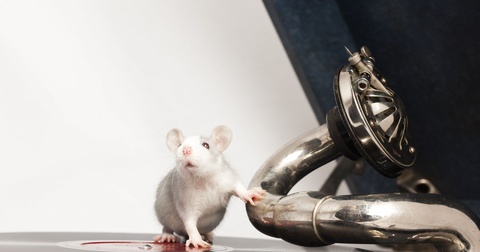 老鼠無法抗拒勁歌的節奏