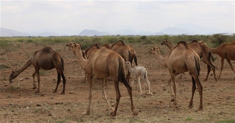 澳洲野火迫使駱駝與人搶水 當局預計射殺一萬頭